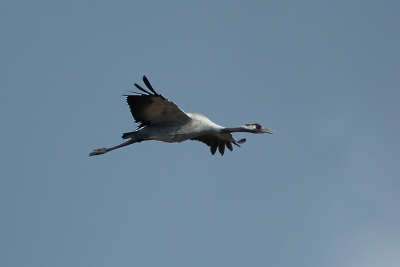 Kurki, Crane (Grus grus)