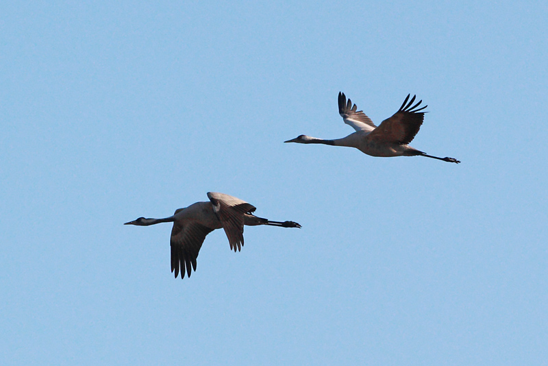 Kurki, Crane (Grus grus)