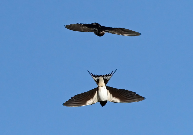 Haarap��sky Barn Swallow (Hirundo rustica)