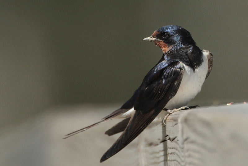 Haarap��sky Barn Swallow (Hirundo rustica)