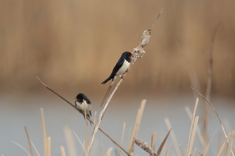 Haarap��sky Barn Swallow (Hirundo rustica)