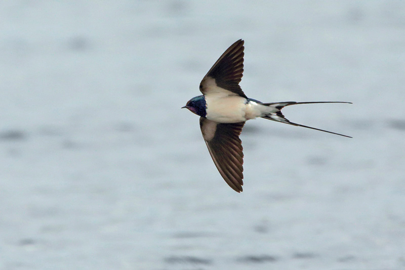 Haarap��sky Barn Swallow (Hirundo rustica)