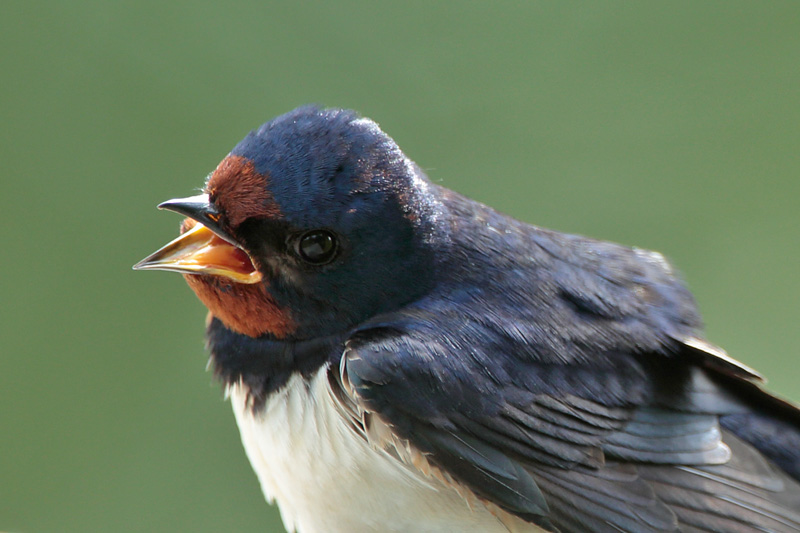 Haarap��sky Barn Swallow (Hirundo rustica)