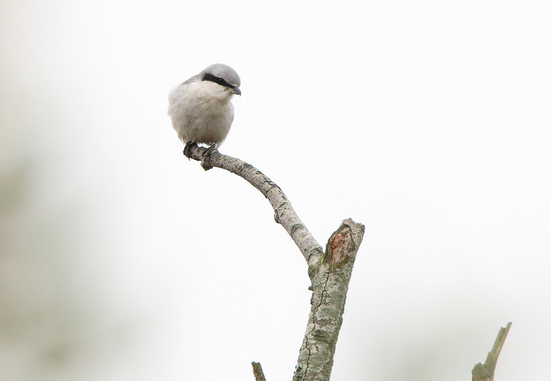 Isolepink�inen Lanius excubitor