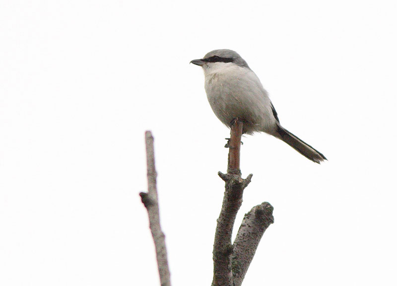 Isolepink�inen Lanius excubitor