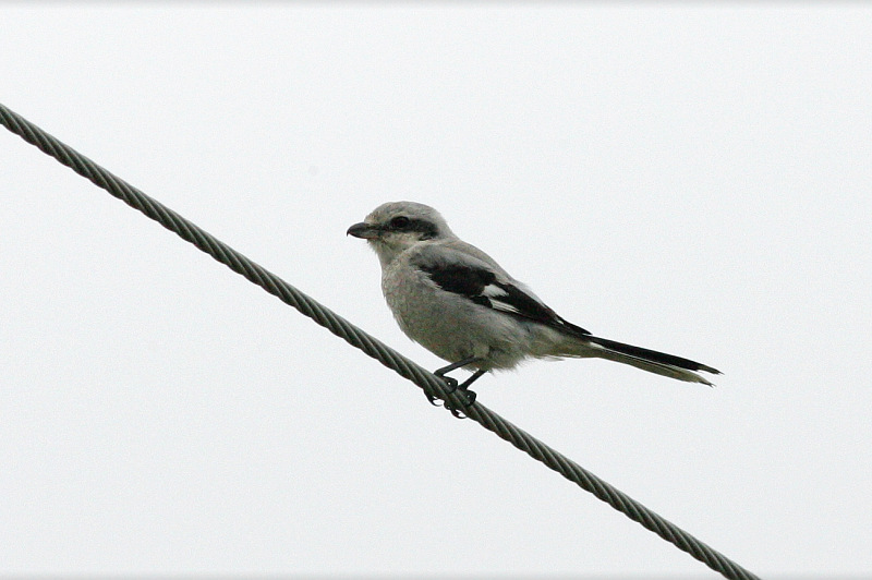 Isolepink�inen Lanius excubitor