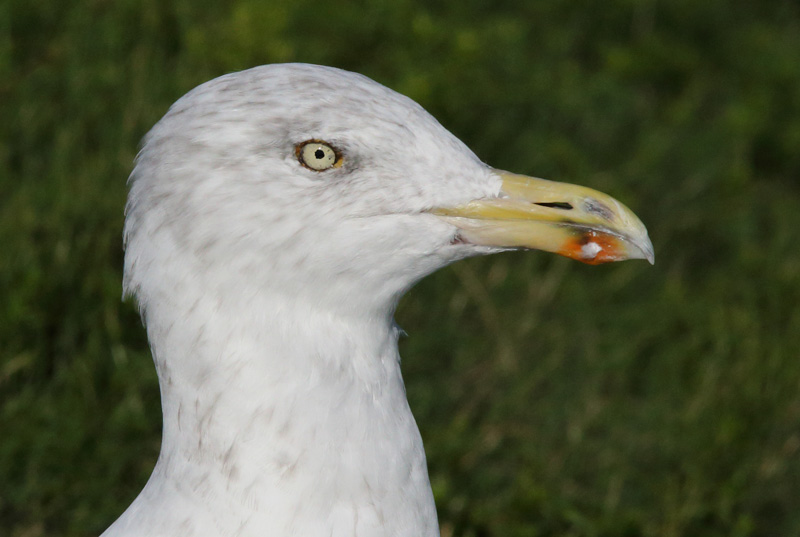 Harmaalokki Herring Gull (Larus argentatus)