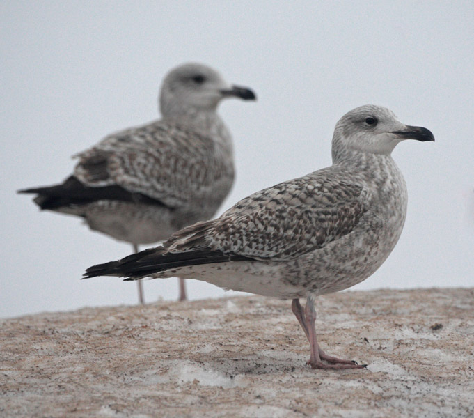 Harmaalokki Herring Gull (Larus argentatus)