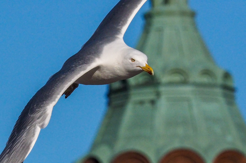Harmaalokki Herring Gull (Larus argentatus)