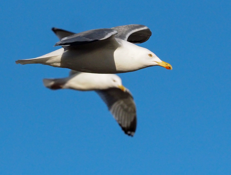 Harmaalokki Herring Gull (Larus argentatus)