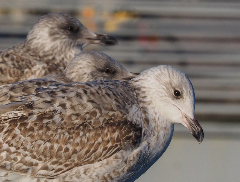 Harmaalokki Herring Gull (Larus argentatus)
