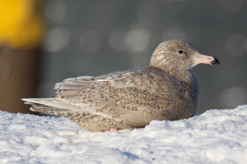 Isolokki, Glaucous Gull (Larus hyperboreus)