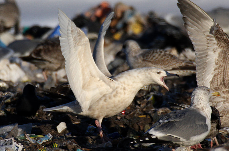 Isolokki, Glaucous Gull (Larus hyperboreus)