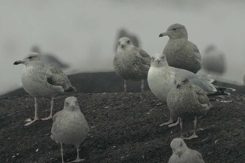 Isolokki, Glaucous Gull (Larus hyperboreus)