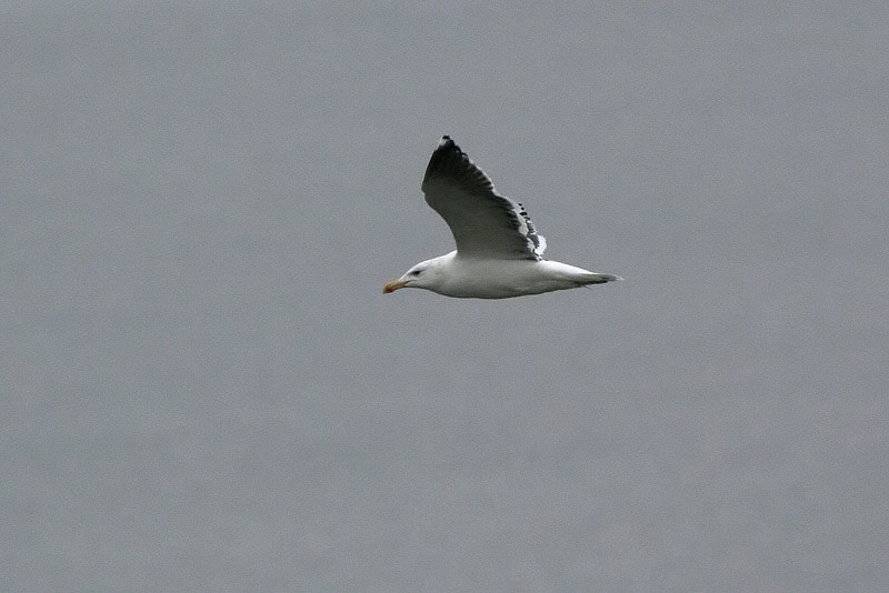 Merilokki, Great Black-backed Gull (Larus marinus)