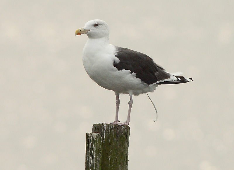 Merilokki, Great Black-backed Gull (Larus marinus)