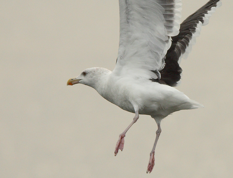 Merilokki, Great Black-backed Gull (Larus marinus)