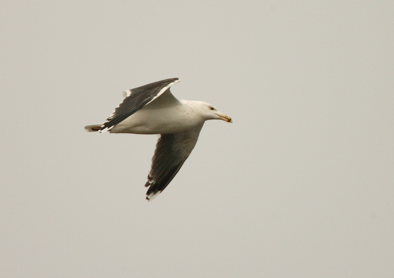 Merilokki, Great Black-backed Gull (Larus marinus)