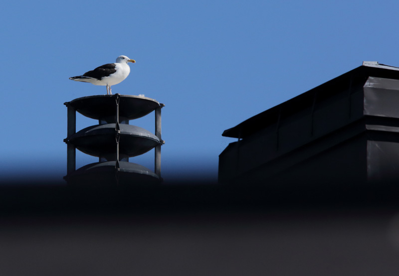 Merilokki, Great Black-backed Gull (Larus marinus)