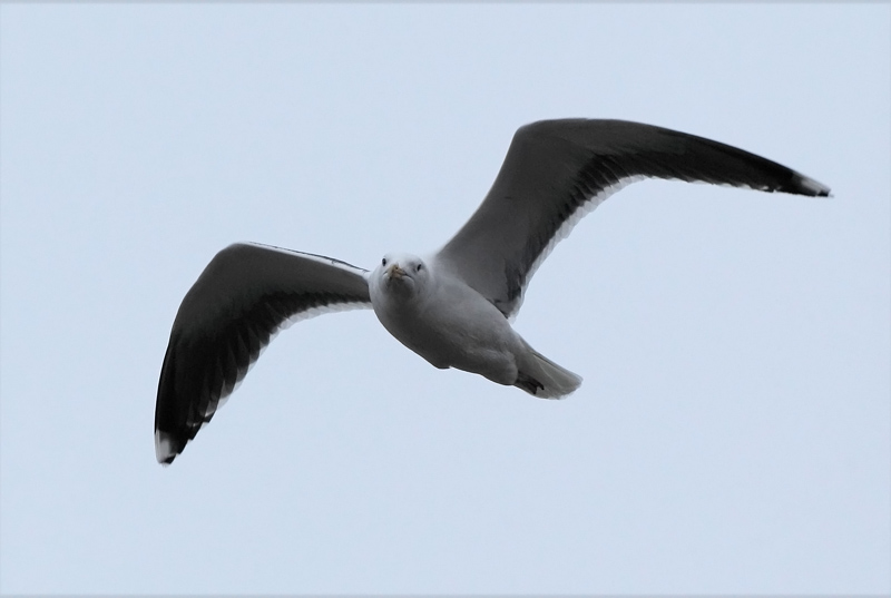 Merilokki, Great Black-backed Gull (Larus marinus)