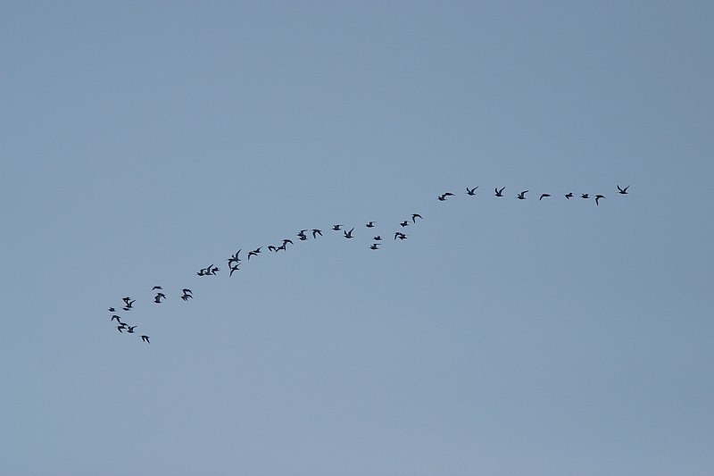 Punakuiri Limosa lapponica