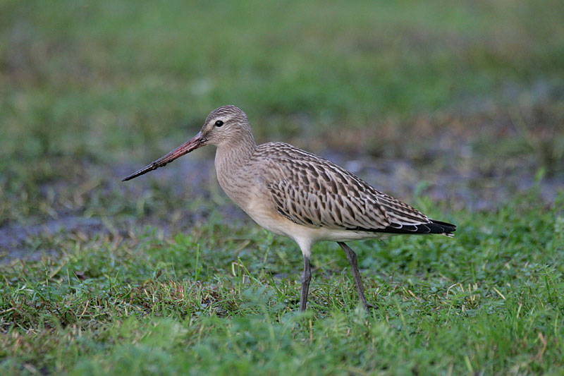 Punakuiri Limosa lapponica