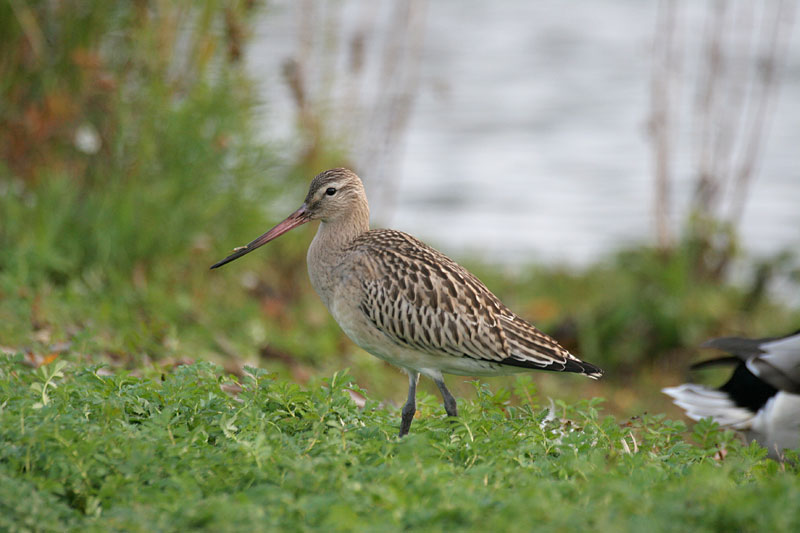 Punakuiri Limosa lapponica