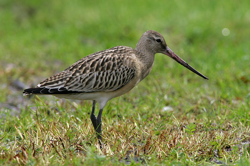 Punakuiri Limosa lapponica