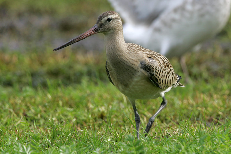 Punakuiri Limosa lapponica