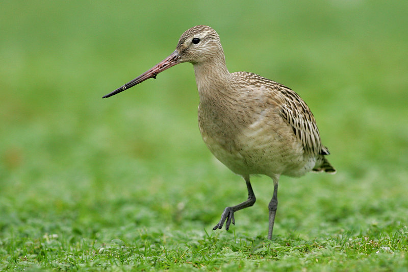 Punakuiri Limosa lapponica