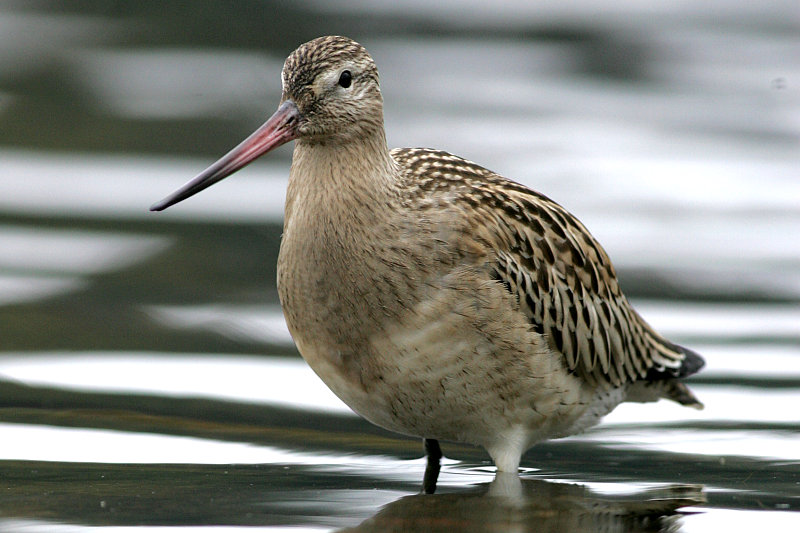 Punakuiri Limosa lapponica
