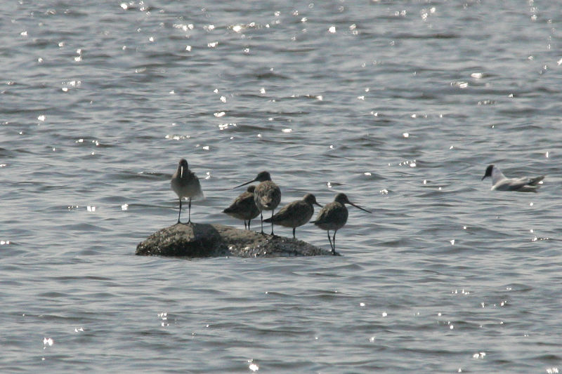 Punakuiri Limosa lapponica