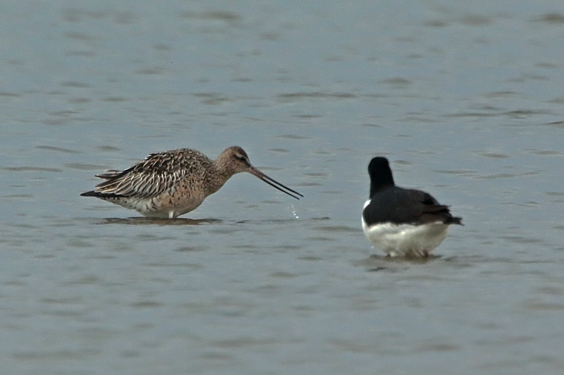 Punakuiri Limosa lapponica