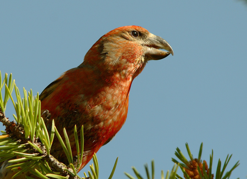 Isok�pylintu Loxia pytyopsittacus