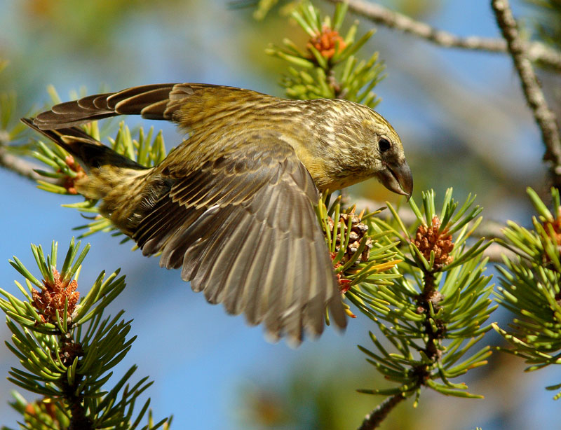 Isok�pylintu Loxia pytyopsittacus