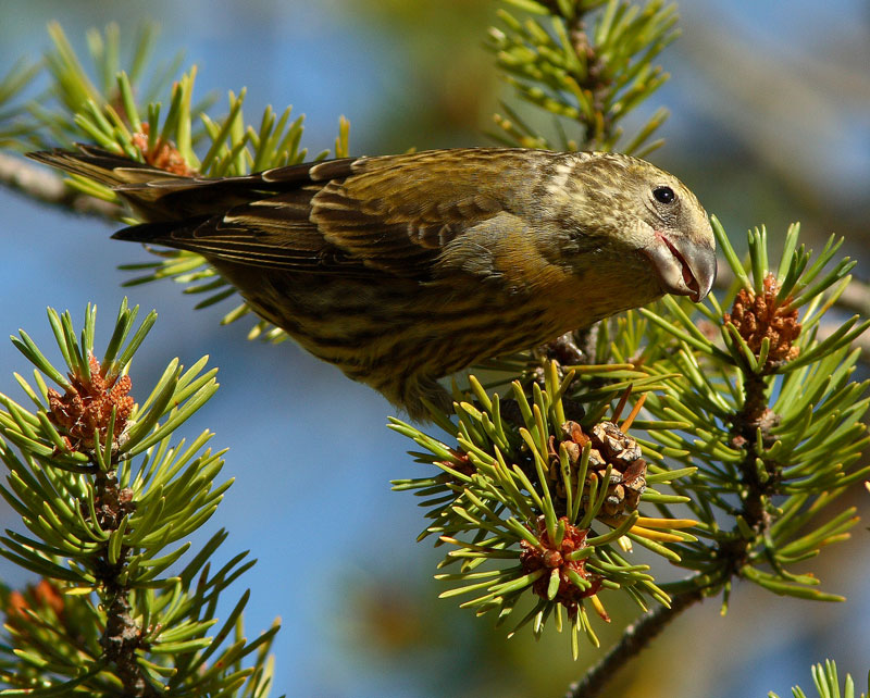 Isok�pylintu Loxia pytyopsittacus