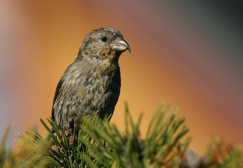 Isok�pylintu Loxia pytyopsittacus