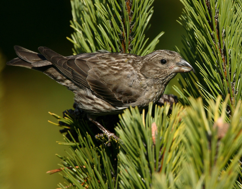 Isok�pylintu Loxia pytyopsittacus