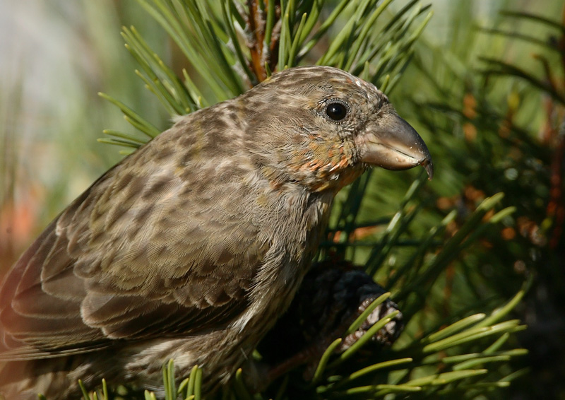 Isok�pylintu Loxia pytyopsittacus