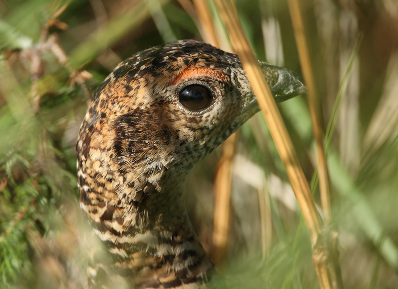 Teeri (Tetrao tetrix)