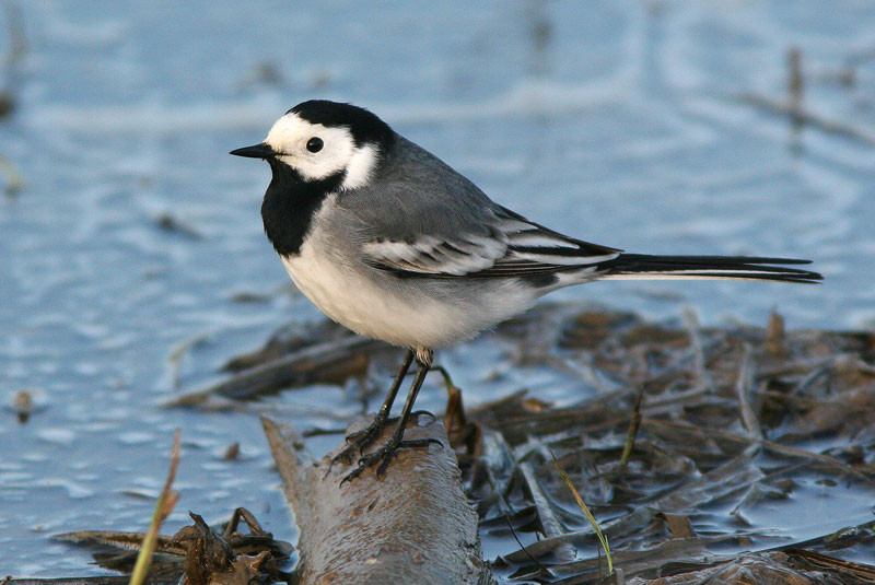 V�iski Pied Wagtail (Motacilla alba)