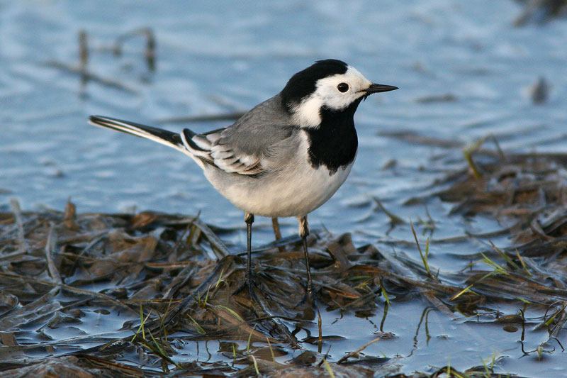 V�iski Pied Wagtail (Motacilla alba)