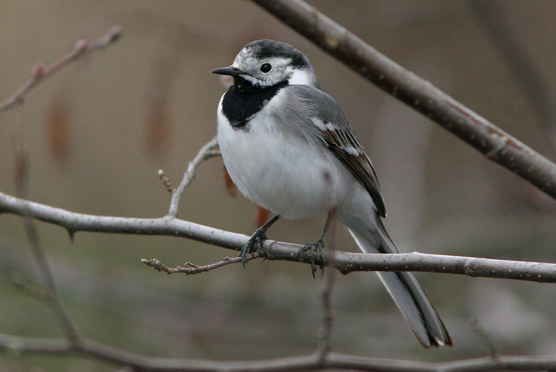 V�iski Pied Wagtail (Motacilla alba)