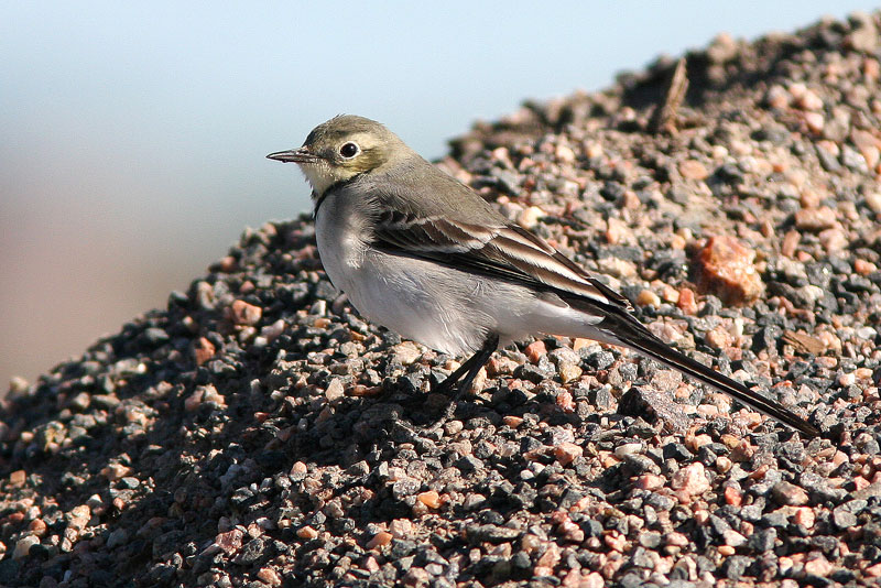 V�st�r�kki Pied Wagtail (Motacilla alba)