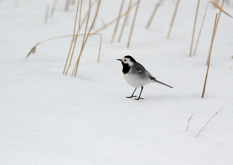 V�st�r�kki Pied Wagtail (Motacilla alba)