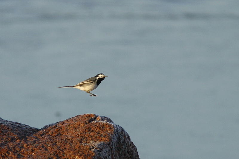 V�st�r�kki Pied Wagtail (Motacilla alba)