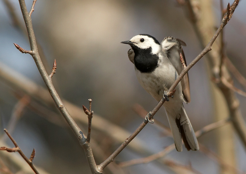 V�st�r�kki Pied Wagtail (Motacilla alba)
