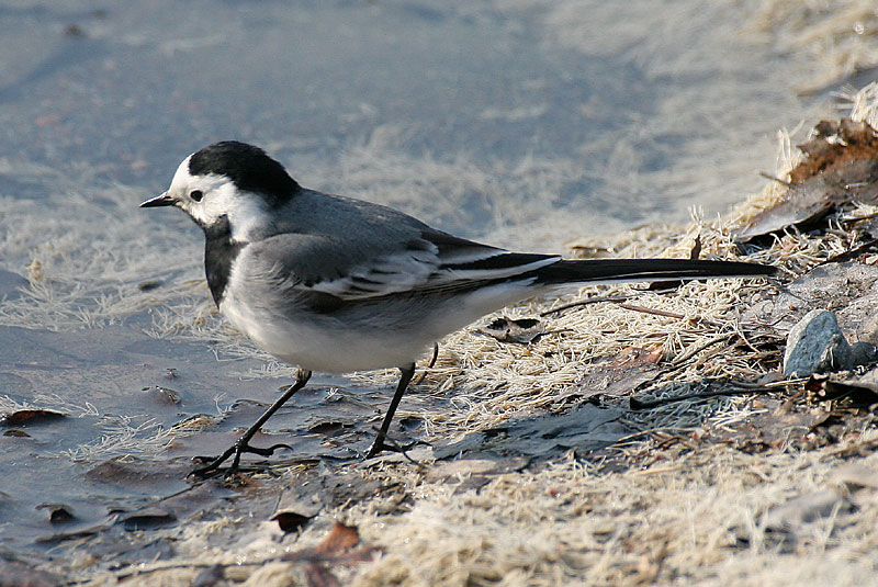 V�st�r�kki Pied Wagtail (Motacilla alba)