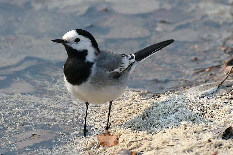 V�st�r�kki Pied Wagtail (Motacilla alba)
