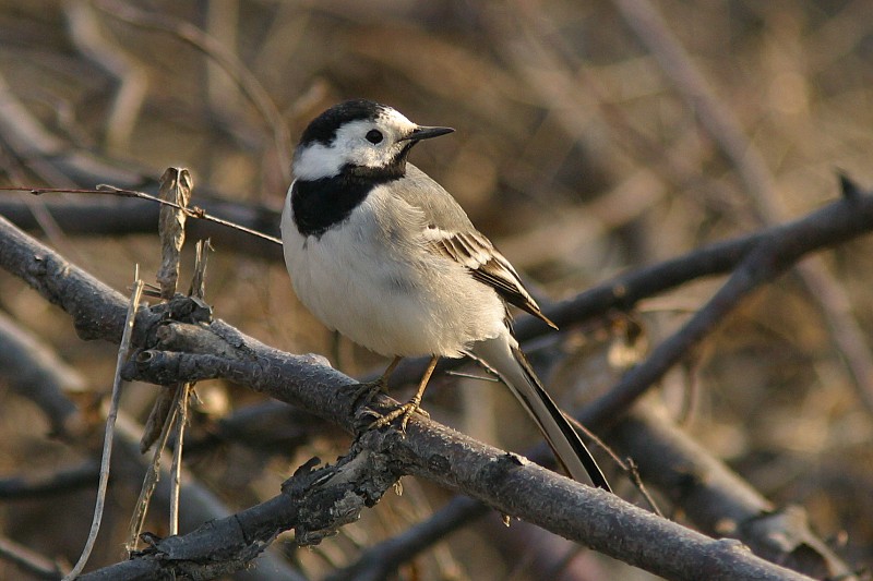 V�st�r�kki Pied Wagtail (Motacilla alba)